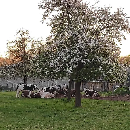 Ferme De La Gortiere Le Teilleul
