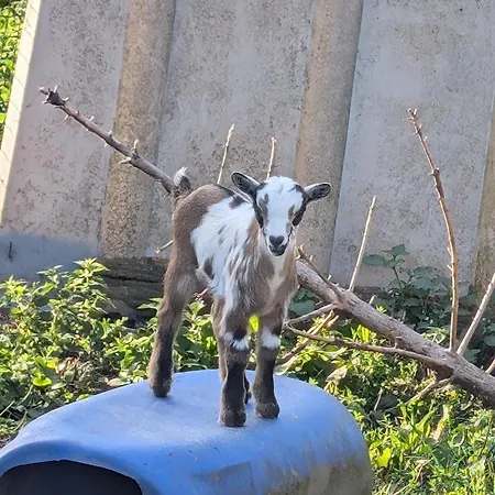 Ferme De La Gortiere Hébergement de vacances Le Teilleul