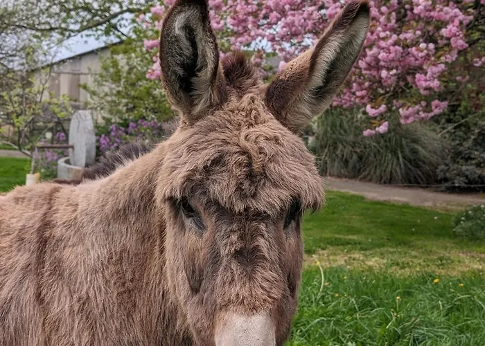 Ferme De La Gortiere *