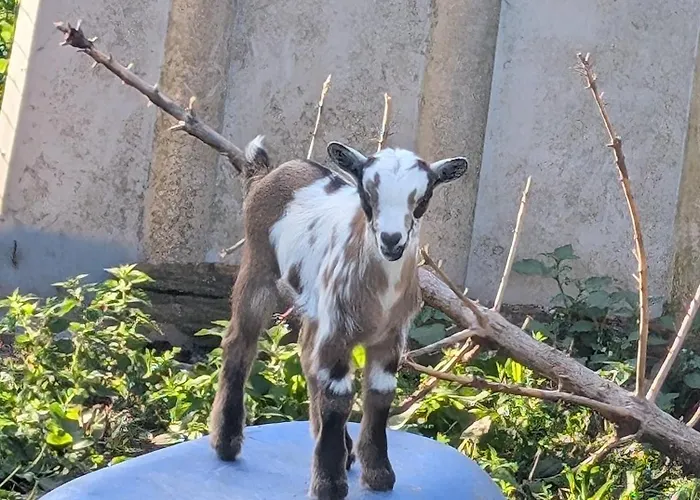 Ferme De La Gortiere Semesterbostad Le Teilleul