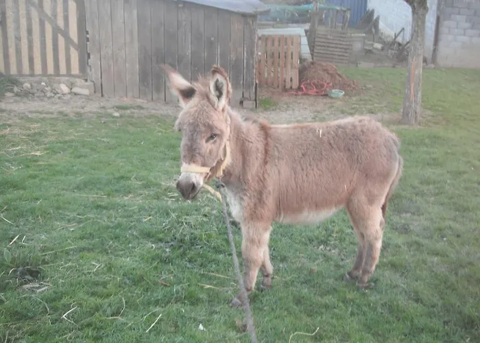 Ferme De La Gortiere * Le Teilleul